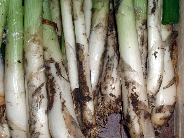 040304-kamasys_cocina_calcots